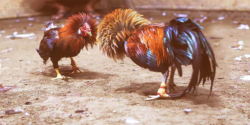 Tìm hiểu các thông tin cơ bản về Đá gà 88AA