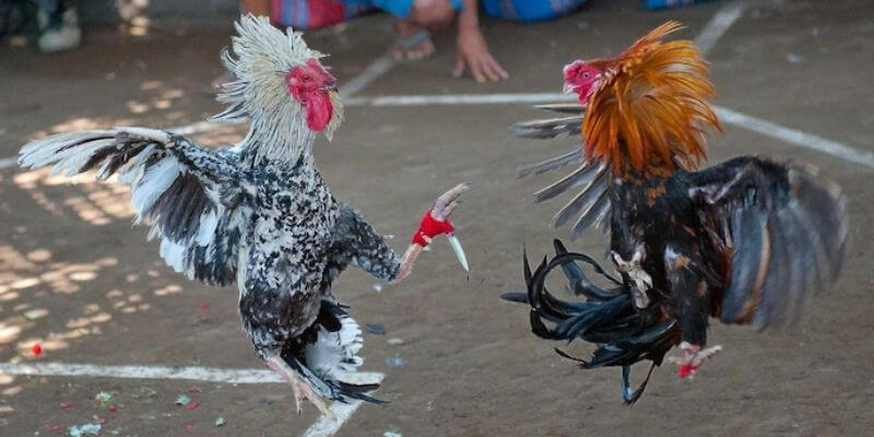 Theo dõi kết quả & nhận thưởng